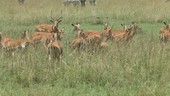 Impala in grass