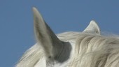 Camargue horse ears
