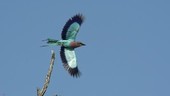 Lilac breasted roller taking off