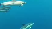 Common dolphins underwater