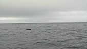Pilot whales at water surface