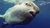 Sunfish underwater