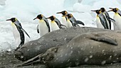 King penguins and seals