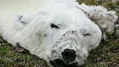 Dead polar bear