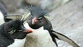 Rock hopper penguins