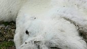 Dead polar bear