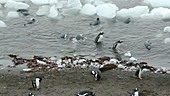 Gentoo penguins in icy water