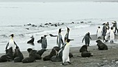 King penguins by water