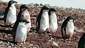 Adelie Penguins with ship