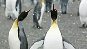 King penguins in snow