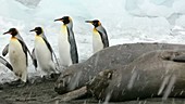 King penguins and seals