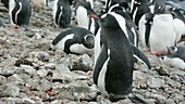 Gentoo penguins on rocks