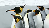 King penguins on beach