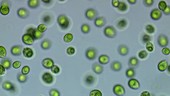 Chlamydomonas algae, light microscopy