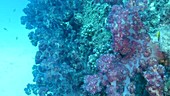 Soft corals, Great Barrier Reef