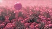Egg cell in a fallopian tube, animation
