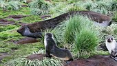 Southern elephant seal