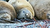 Southern elephant seals