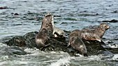 Southern elephant seals