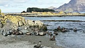 Southern elephant seals