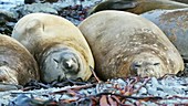 Southern elephant seals