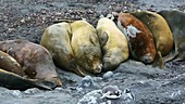 Southern elephant seals