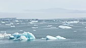 Svalbard icebergs