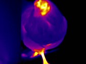Chicken with eggs, thermogram footage