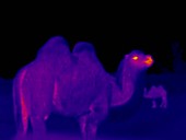 Bactrian camel, thermogram footage