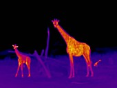 Giraffe family, thermogram footage