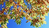 Turkey oak in autumn
