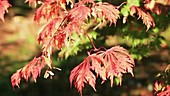 Autumn colour on a maple tree