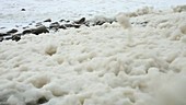 Spume blown ashore by wind