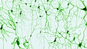 Nerve cells of the cerebral cortex