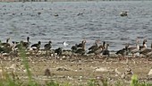 Ducks on lake shore