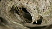 Wasp in nest