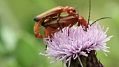 Red soldier beetles