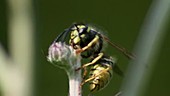 Wasp collecting from plant