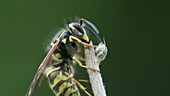 Wasp on plant stem