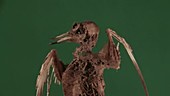 Mummified bird