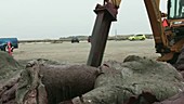 Disposing of beached sperm whale