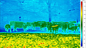 Thermographic footage of cows