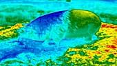 Thermographic footage of pig