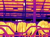 Thermographic timelapse of cattle