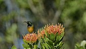 Orange-breasted sunbird
