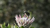 Female Cape sugarbird