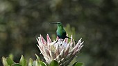 Male malachite sunbird