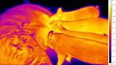 Thermographic timelapse of piglets