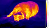 Thermographic timelapse of pig