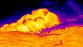Thermographic of piglets